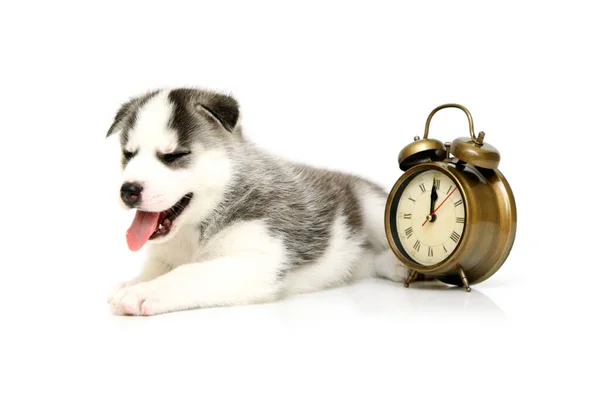 Adorable Siberian Husky Puppy Alarm Clock — Stock Photo, Image