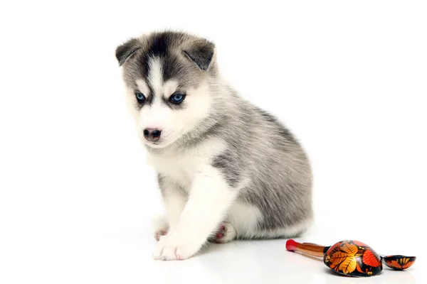 Schattige Siberische Husky Puppy Met Houten Lepels — Stockfoto