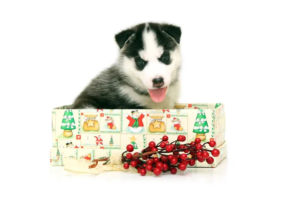 Adorable Siberian Husky Cachorro Concepto Navidad —  Fotos de Stock