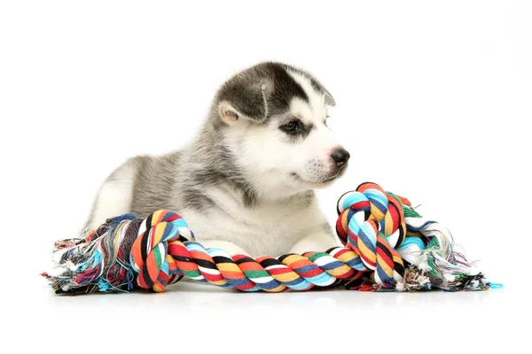 Entzückender Siberian Husky Welpe Auf Weißem Hintergrund — Stockfoto