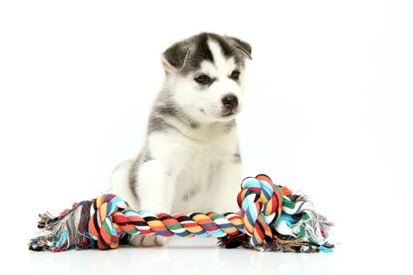 Adorable Chiot Husky Sibérien Sur Fond Blanc — Photo