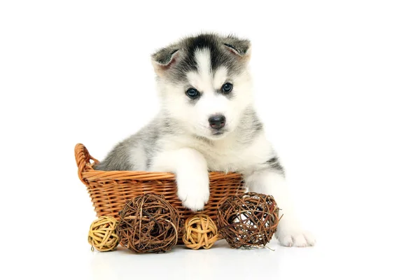 Entzückender Siberian Husky Welpe Auf Weißem Hintergrund — Stockfoto