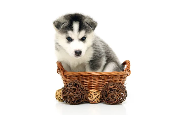 Entzückender Siberian Husky Welpe Auf Weißem Hintergrund — Stockfoto