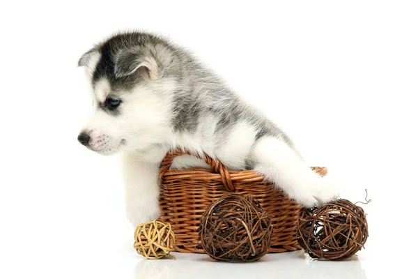 Adorable Siberian Husky Puppy White Background — Stock Photo, Image