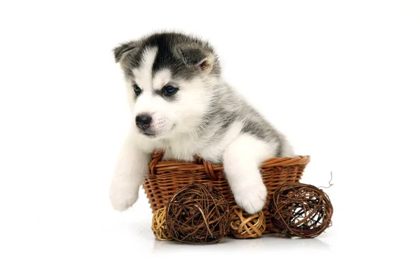 Adorable Siberian Husky Puppy White Background — Stock Photo, Image