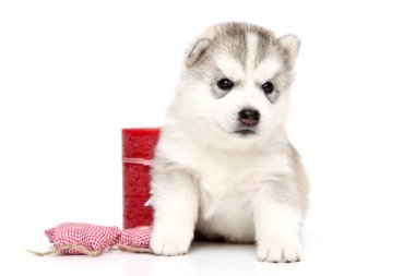 Beyaz arka planda sevimli Sibirya Husky köpeği 