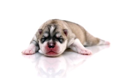 Beyaz arka planda sevimli Sibirya Husky köpeği 