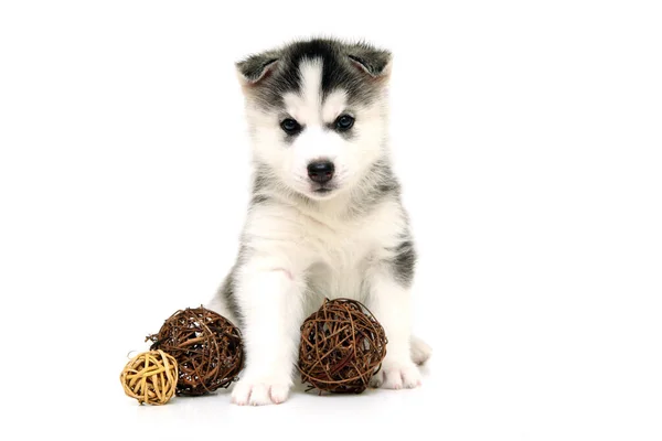 Adorable Siberian Husky Puppy White Background — Stock Photo, Image