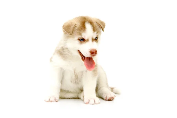 Adorable Siberian Husky Puppy White Background — Stock Photo, Image