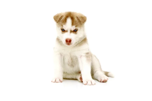 Adorável Siberian Husky Filhote Cachorro Fundo Branco — Fotografia de Stock