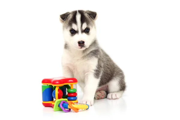 Adorável Siberian Husky Filhote Cachorro Fundo Branco — Fotografia de Stock