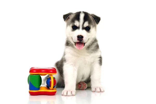 Adorável Siberian Husky Filhote Cachorro Fundo Branco — Fotografia de Stock