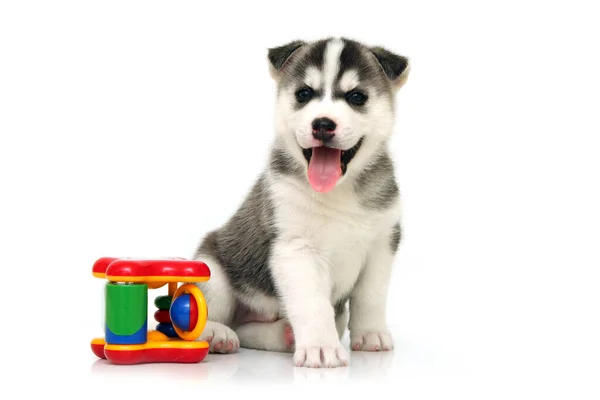 Adorable Cachorro Husky Siberiano Sobre Fondo Blanco — Foto de Stock