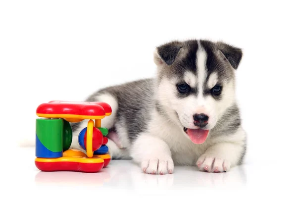 Adorável Siberian Husky Filhote Cachorro Fundo Branco — Fotografia de Stock