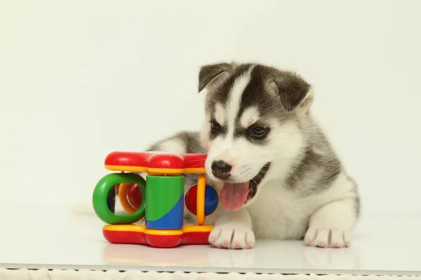 Adorable Cachorro Husky Siberiano Sobre Fondo Blanco — Foto de Stock