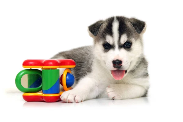 Adorable Cachorro Husky Siberiano Sobre Fondo Blanco — Foto de Stock