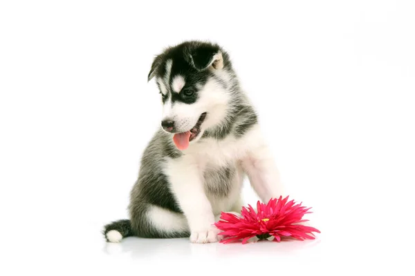 꽃달린 스러운 시베리아 허스키 강아지 — 스톡 사진