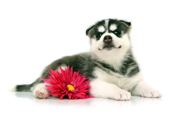 꽃달린 스러운 시베리아 허스키 강아지 — 스톡 사진