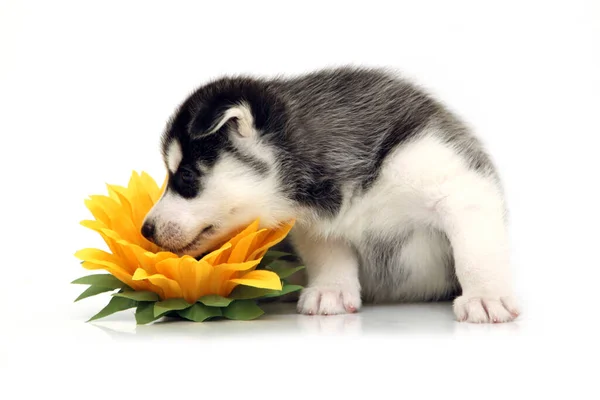 Adorable Siberian Husky Puppy Flower — Stock Photo, Image