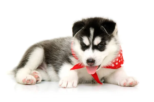 Schattige Siberische Husky Puppy Witte Achtergrond — Stockfoto