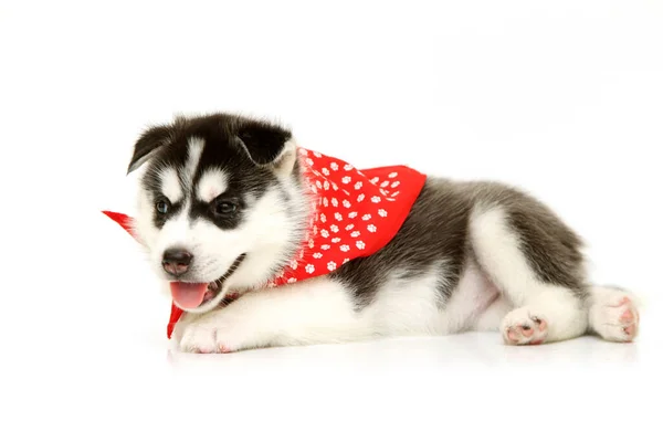 Schattige Siberische Husky Puppy Witte Achtergrond — Stockfoto