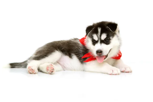 Schattige Siberische Husky Puppy Witte Achtergrond — Stockfoto