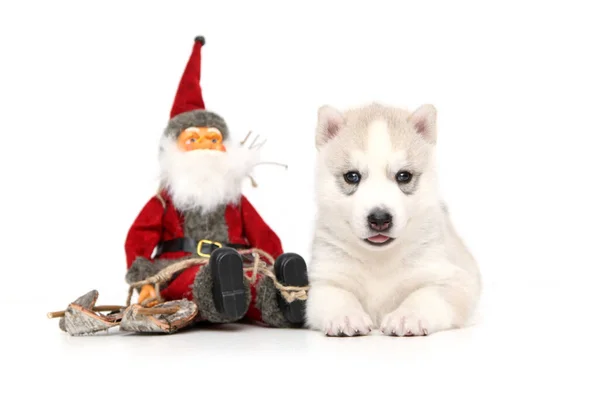 Entzückende Siberian Husky Welpen Weihnachtskonzept — Stockfoto