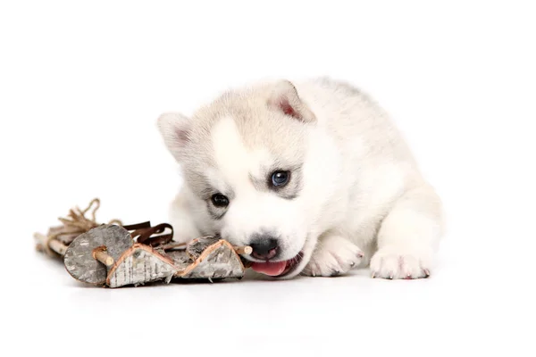 Adorable Siberian Husky Puppy White Background — Stock Photo, Image