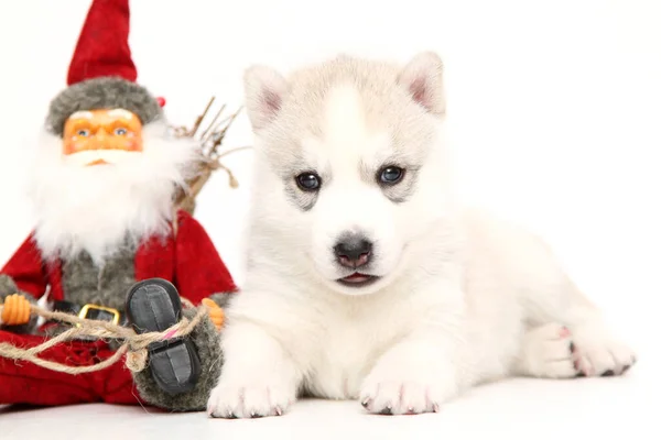 Adorable Cachorro Husky Siberiano Sobre Fondo Blanco —  Fotos de Stock