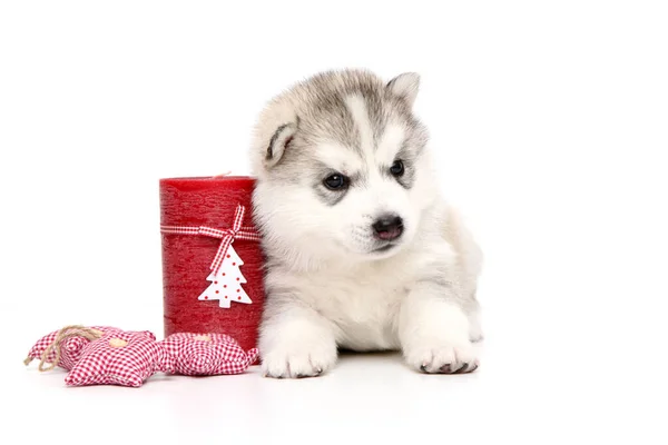 愛らしいシベリアハスキー子犬上の白い背景 — ストック写真