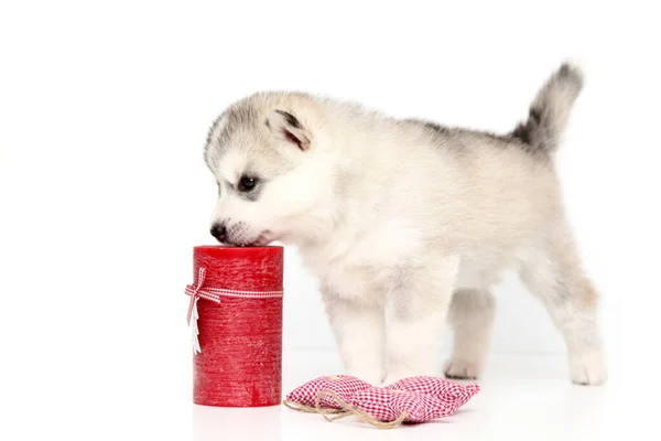 可敬的西伯利亚哈士奇犬 白色背景 — 图库照片