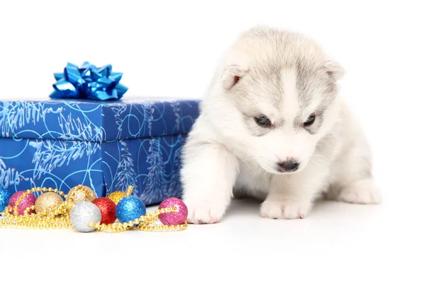 Schattige Siberische Husky Puppy Witte Achtergrond — Stockfoto