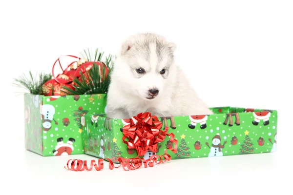 Adorable Cachorro Husky Siberiano Sobre Fondo Blanco —  Fotos de Stock