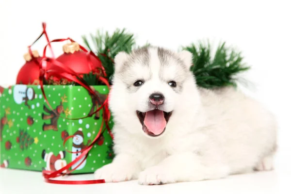 Adorable Cachorro Husky Siberiano Sobre Fondo Blanco —  Fotos de Stock