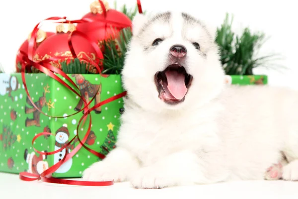 Schattige Siberische Husky Puppy Witte Achtergrond — Stockfoto