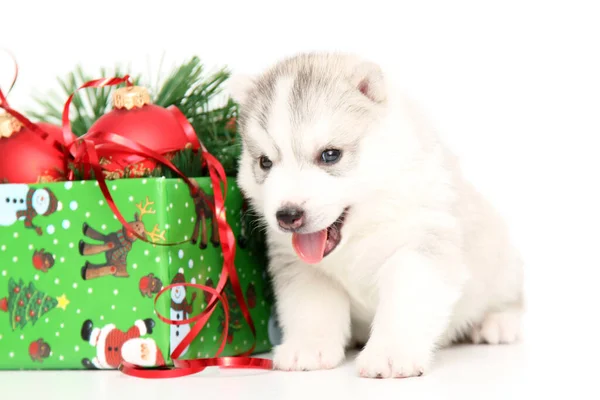 Adorable Siberian Husky Puppy White Background — Stock Photo, Image