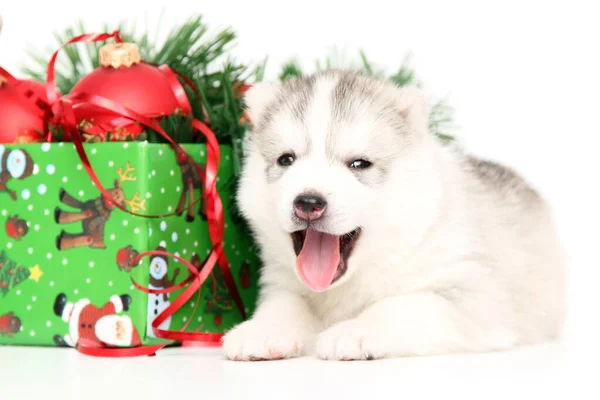 Adorable Siberian Husky Puppy White Background — Stock Photo, Image