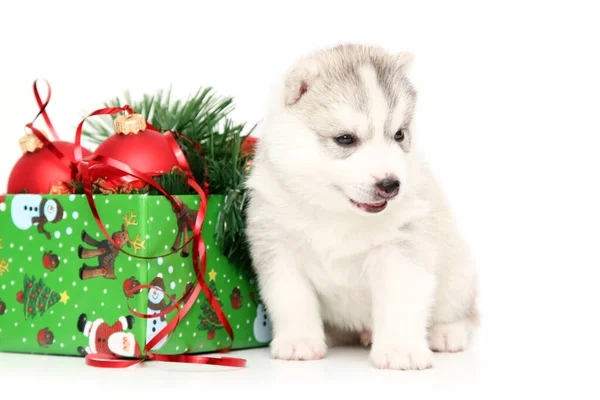 Schattige Siberische Husky Puppy Witte Achtergrond — Stockfoto