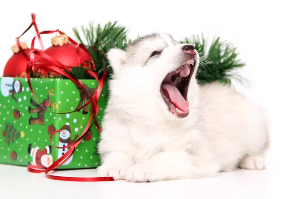 Schattige Siberische Husky Puppy Witte Achtergrond — Stockfoto