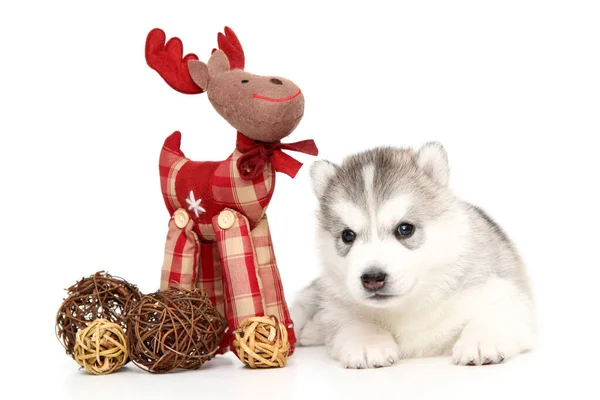 Adorable Siberian Husky Puppy White Background — Stock Photo, Image