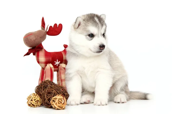 Entzückender Siberian Husky Welpe Auf Weißem Hintergrund — Stockfoto