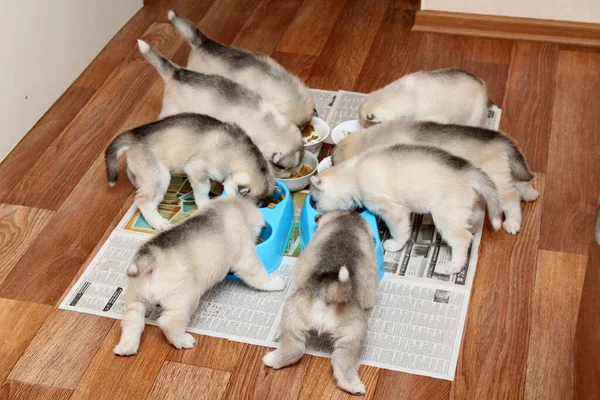 adorable little husky puppies eating