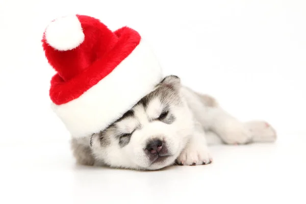 Adorable Siberian Husky Puppy White Background — Stock Photo, Image