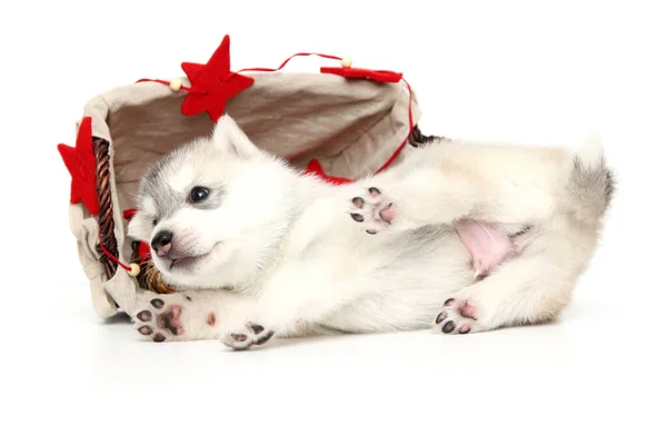 Schattige Siberische Husky Puppy Witte Achtergrond — Stockfoto