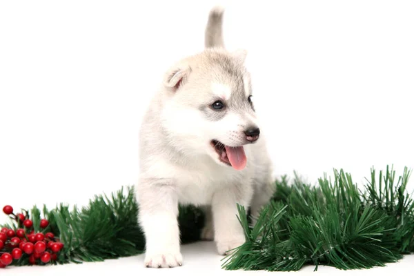 Anjing Husky Siberia Yang Manis Dengan Latar Belakang Putih — Stok Foto