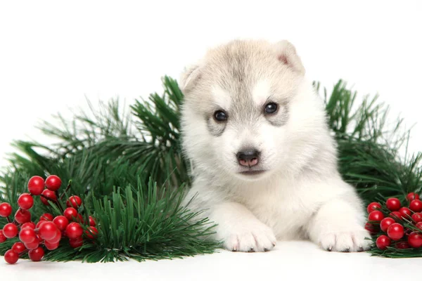 Uroczy Syberyjski Szczeniak Husky Białym Tle — Zdjęcie stockowe