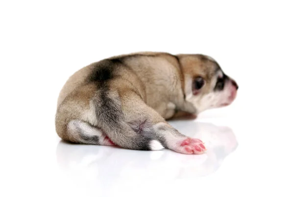 Adorable Siberian Husky Puppy White Background — Stock Photo, Image