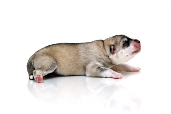 Adorable Siberian Husky Puppy White Background — Stock Photo, Image