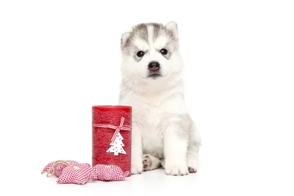 Adorable Siberian Husky Puppy White Background Stock Picture