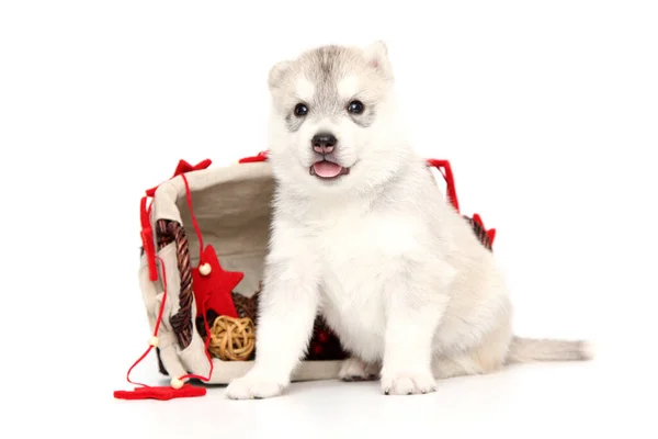 Adorable Siberian Husky Puppy White Background Royalty Free Stock Photos